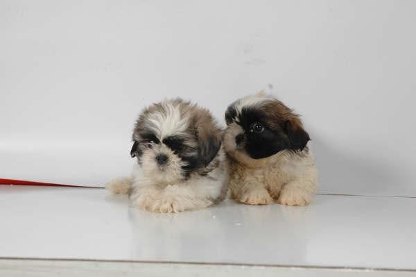 vendo camada de shihtzu ¡ aprovechate !