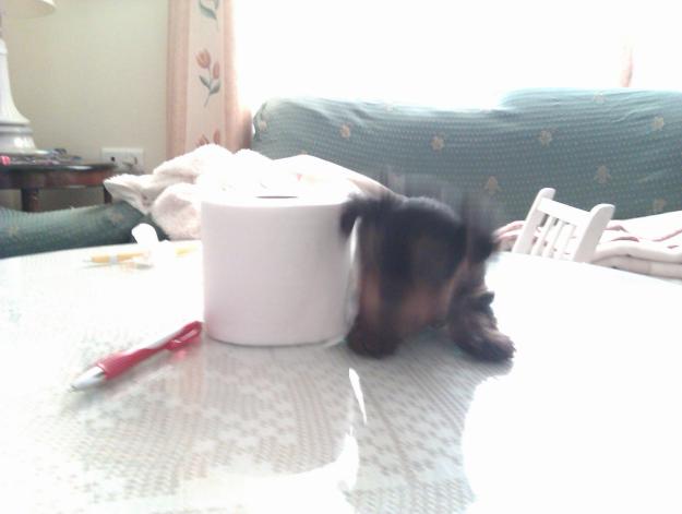 YORKSHIRE TERRIER
