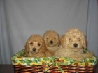 -- PRECIOSOS CACHORROS DE CANICHES DE PURA RAZA 290 EUROS - mejor precio | unprecio.es