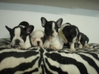 CACHORRITOS PURA RAZA A 15 MINUTOS DE BARCELONA - mejor precio | unprecio.es