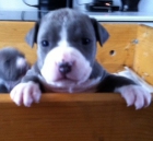 Camada american staffordshire BLUE - mejor precio | unprecio.es