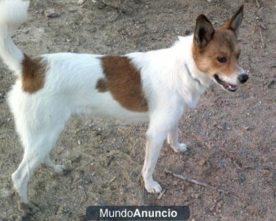 Chispa cachorro de diez meses