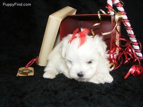 Disponemos debichon maltes Cachorros con dos meses de edad  Gratis