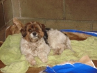 mix de shitztu pequeño en adopcion ,urgente - mejor precio | unprecio.es