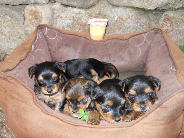 OFERTA ULTIMOS YORKSHIRE MINI TOY!