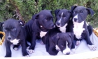 PITBULL TERRIER 190€ - mejor precio | unprecio.es