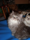 preciosos gatitos persa - mejor precio | unprecio.es