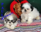 Cachorritos de Shih-tzu ¡pura raza! - mejor precio | unprecio.es