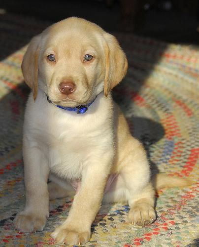 Amarillo Labrador espera de una nueva familia.