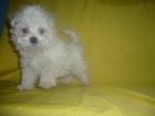 BICHON MALTES mas blanquitos que la nieve - mejor precio | unprecio.es