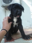 Cachorro cruce Sharpei en adopcion - mejor precio | unprecio.es