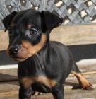 Cachorros de Mini Pinscher con pedigree de la RSCE - mejor precio | unprecio.es