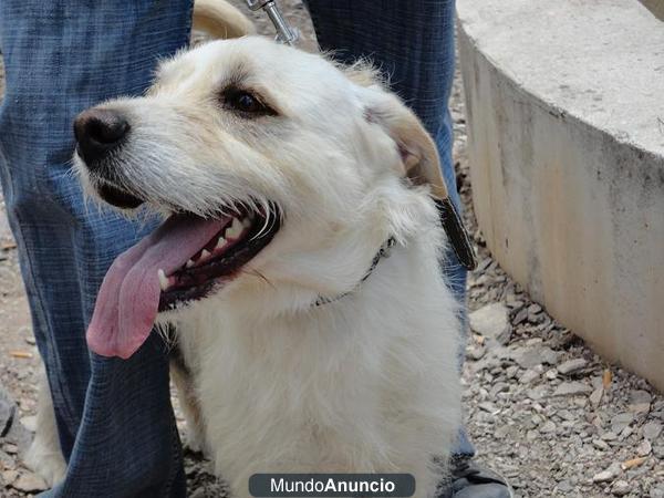 CHARLIE precioso perrito busca una un buen hogar