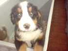 Perros en Barcelona de todas las razas en venta cachorros - mejor precio | unprecio.es