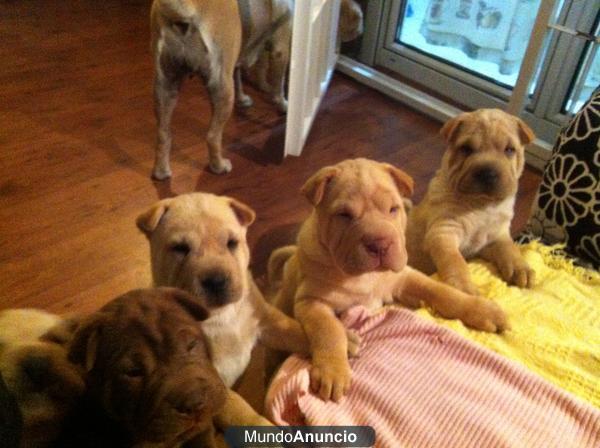 Sarpey camada de 8 perros