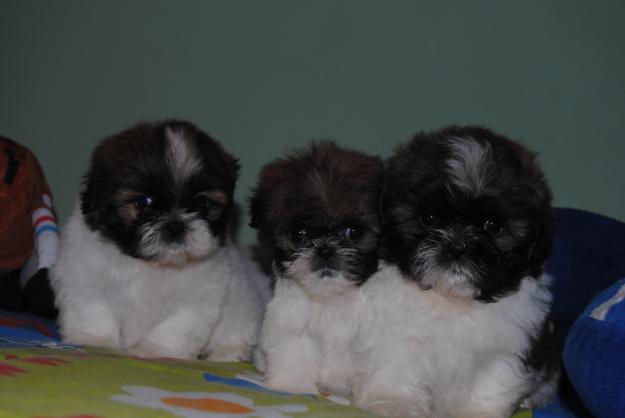 Shih tzu