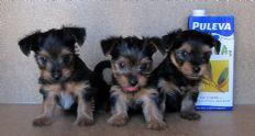 yorkshire terrier , muy bonitos, 290€