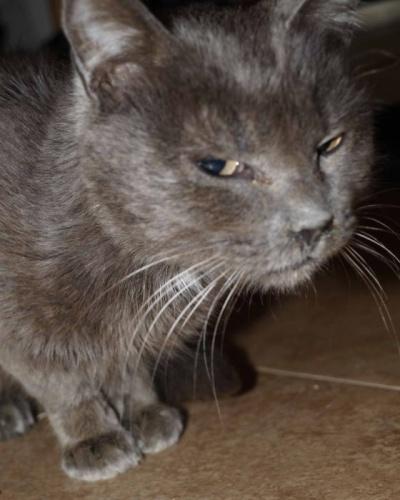 Sky, gatito en adopción