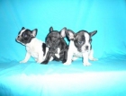 Bulldog Frances - mejor precio | unprecio.es