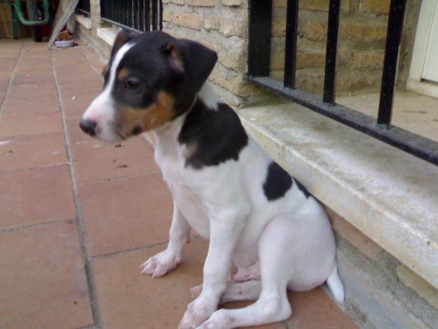 CACHORRITOS DE BODEGUERO ANDALUZ