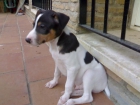 CACHORRITOS DE BODEGUERO ANDALUZ - mejor precio | unprecio.es