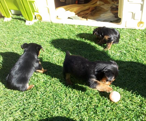 Cachorros de Yorkshire
