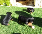 Cachorros de Yorkshire - mejor precio | unprecio.es
