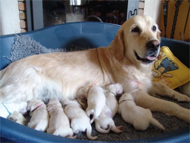 Camada de Goldens Retrievers