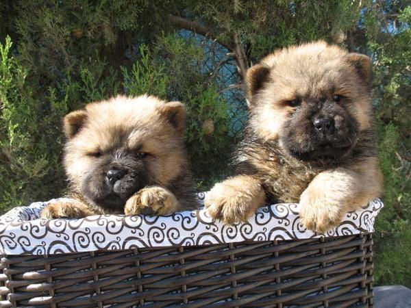 CHOW CHOW DE MUY BUEN PORTE 390 EUROS