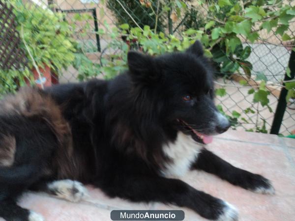 PERRA SAMOYEDO REGALO