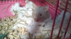 Vendo dos crias de hamster!^^ - mejor precio | unprecio.es