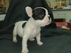 * CACHORROS DE BULLDOG FRANCES DE EXCELENTE CALIDAD (Barcelona)