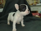 * CACHORROS DE BULLDOG FRANCES DE EXCELENTE CALIDAD (Barcelona) - mejor precio | unprecio.es
