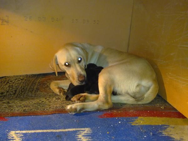 Camada de labradores con pedigree