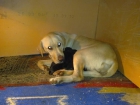 Camada de labradores con pedigree - mejor precio | unprecio.es