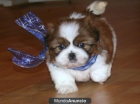 NAVIDAD REGALO GRATIS CAMADA DE SHIH-TZU DE CALIDAD - mejor precio | unprecio.es