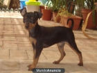 Pinscher Miniatura N/F - mejor precio | unprecio.es