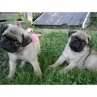 pug hermosos cachorros solo a familias directas - mejor precio | unprecio.es