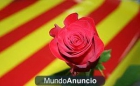 Rosas de Sant Jordi - mejor precio | unprecio.es