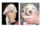 Se vende Cachorros Labrador Retriever - mejor precio | unprecio.es