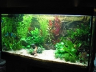 VENDO ACUARIO 450L 150 x 50 x 60 - mejor precio | unprecio.es