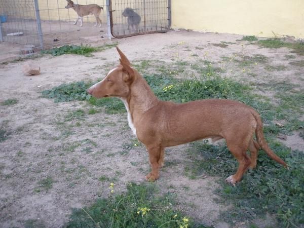 Venta de Podenco Maneto