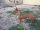 Venta de Podenco Maneto - mejor precio | unprecio.es