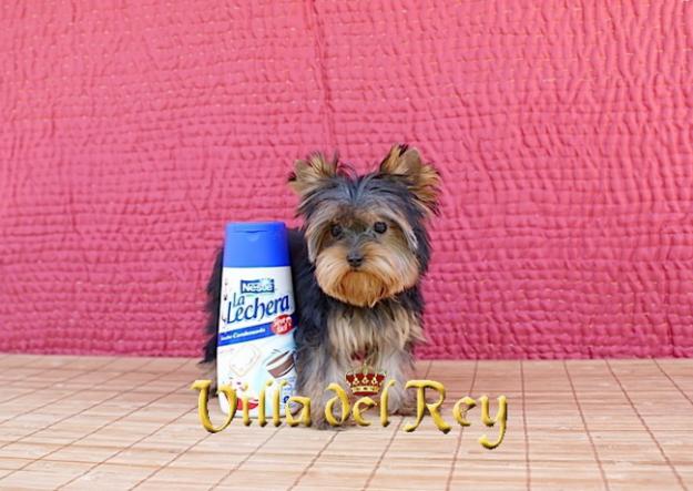 Yorkshire Toy