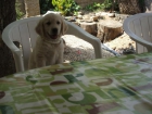 adoptar un perro golden cataluña - mejor precio | unprecio.es