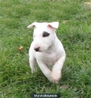 bull terrier cachorro dispuesta a conocer a una familia buena y cariñosa, - mejor precio | unprecio.es