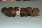 Cachorros American Pit Bull Terier - mejor precio | unprecio.es