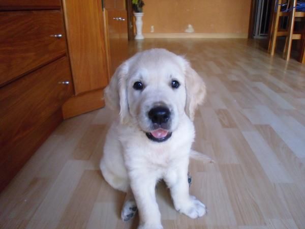 cachorros de golden retriever
