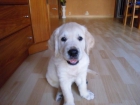 cachorros de golden retriever - mejor precio | unprecio.es