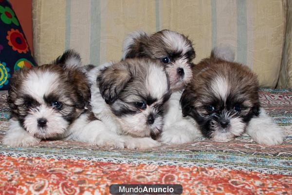 CACHORROS DE SHIH TZU